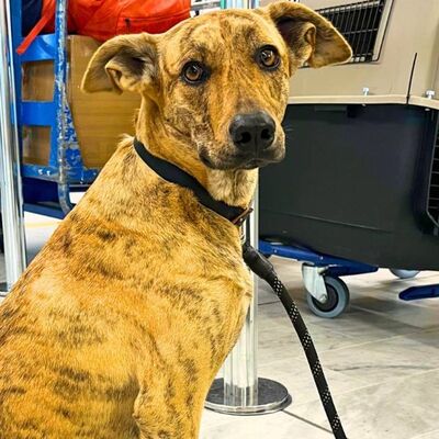 A dog sitting beside its travel crate at an airport check-in desk.